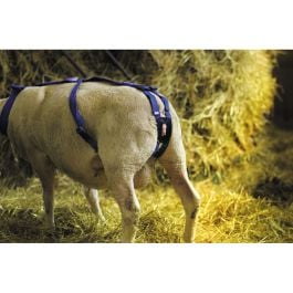 Bandage prolapsus en nylon avec pessaire pour ovin KAMER