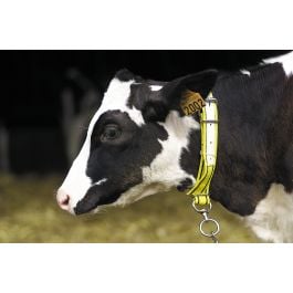 Collier pour veau en nylon jaune/noir